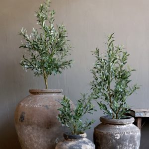 Albero di ulivo Fleur verde